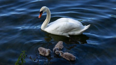 Mute swan parent with young baby swans swimming in dark blue waterの写真素材