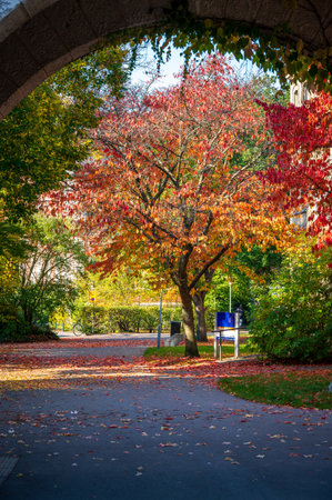 Autumn colored trees in Lund Swedenの写真素材