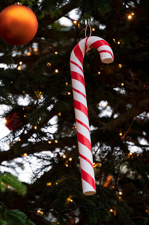 Candy cane hanging in Christmas treeの写真素材