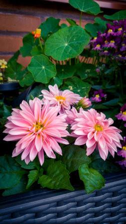 Pink flowers with green leaves in planterの写真素材