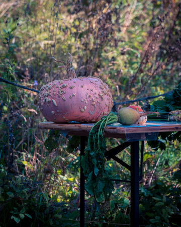 Big pink pumpkin and other vegetables on table in rural and autumnal settingの写真素材