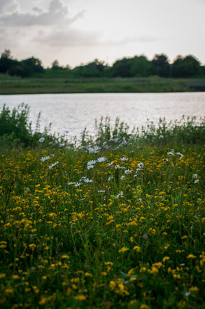 Daisy flowers in flower field next to lake at the end of summer in SkÃ¥ne (Scania) Swedenの写真素材