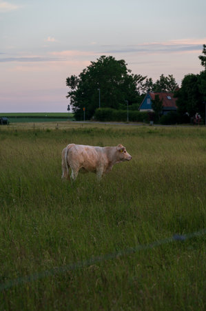 White cow standing alone in tall grass in rural pasture during sunset in Lund Swedenの写真素材