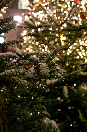 Snow covered christmas tree branches and electric lightsの写真素材