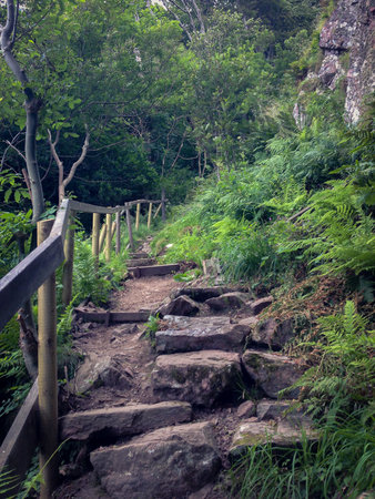 Old rock staircase in lush green jungle environmentの写真素材