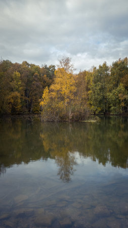 Autumn colored tree in small forest lake in Skrylle Swedenの写真素材