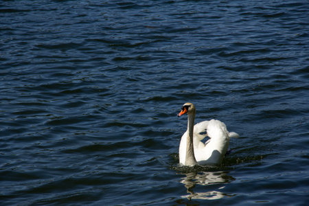 Mute swan in dark blue water with small waves during summerの写真素材