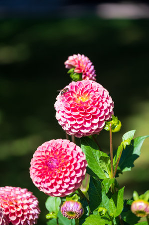 Pink and round dahlia flower with a bee sitting on itの写真素材