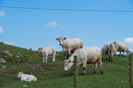 White cows on grass hill in pasture against blue skyの写真素材