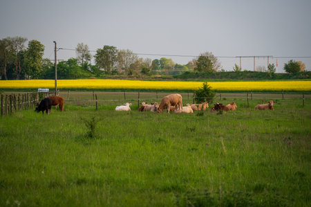 Herd of brown cows resting in tall green grass next to a yellow canola rapeseed flower field in SkÃ¥ne Sweden during springの写真素材