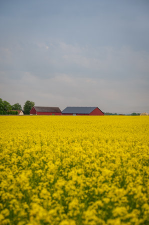 Red barn in yellow canola rapeseed field during spring in SkÃ¥ne Swedenの写真素材