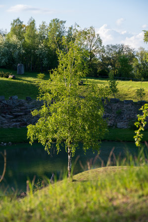 Young birch tree hit by spring sunlight in the nature area Skrylle in SkÃ¥ne Swedenの写真素材