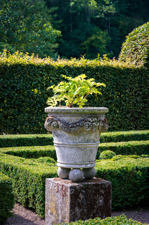 Stone urn with green plant in topiary garden during summerの写真素材