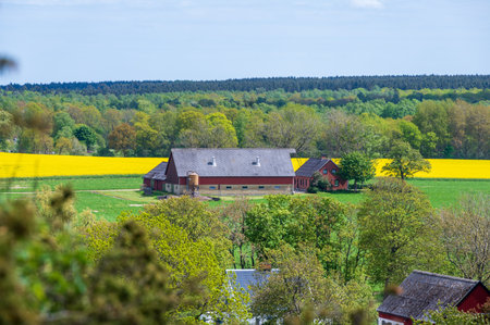 Red barn in farmfield and forest landscape with yellow canola rapeseed fields in SkÃ¥ne (Scania) Swedenの写真素材