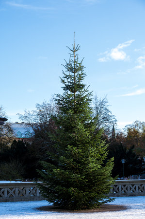 Green Christmas tree at Universitetsplatsen in Lund Sweden on a cold winter dayの写真素材