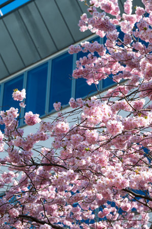 Pink cherry blossom on tree in front of office building in Lund Sweden during springの写真素材