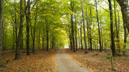 Road through beech tree forest during spring or autumn in SkÃ¥ne Swedenの写真素材