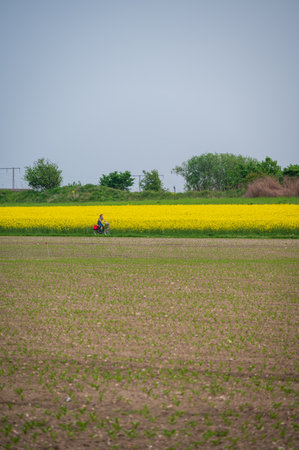 Woman cycling in high speed on rural road next to farm field and yellow canola rapeseed during spring in SkÃ¥ne Swedenの写真素材