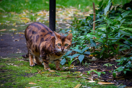 Orange bengal cat in garden setting out walkingの写真素材