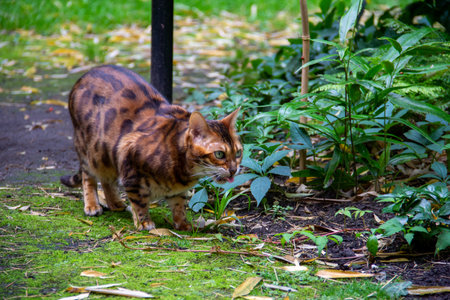 Bengal cat walking in the garden. Selective focus.の写真素材