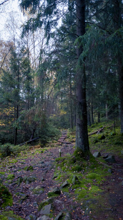 Rocky trail on a hike through pine tree forest in SkÃ¥ne Sweden on a wet autumn dayの写真素材