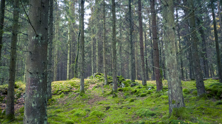 Moss covered ground in pine tree forrest during autumn in SkÃ¥ne Swedenの写真素材
