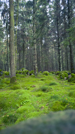 Moss covered ground in pine tree forrest during autumn in SkÃ¥ne Swedenの写真素材