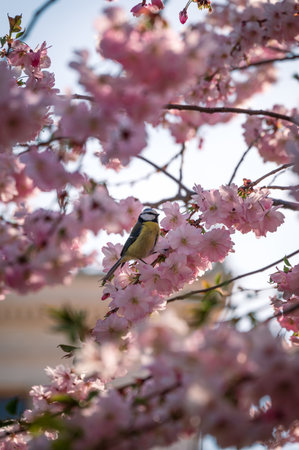 Blue tit sitting among cherry blossom flowers in tree during spring sunset in Lund Swedenの写真素材