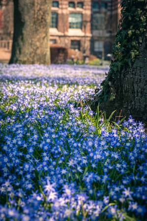 A sea of blue scilla flowers in full bloom in front of the university library in Lund Swedenの写真素材