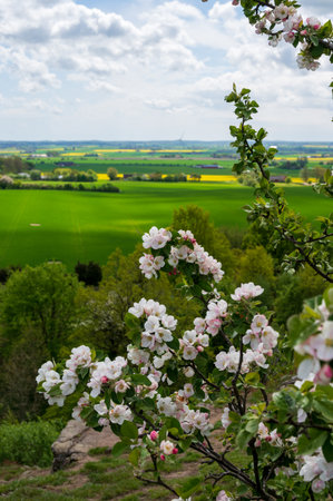 Tree with white flowers on a hill overlooking the flat farmland landscape of SkÃ¥ne Swedenの写真素材