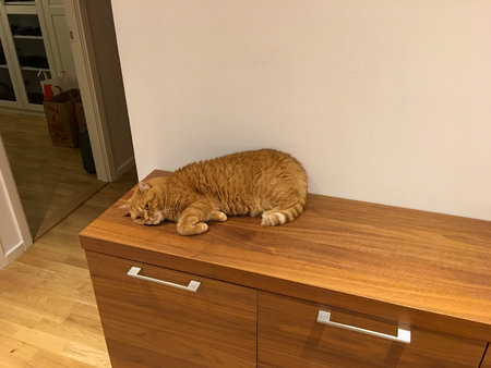 Brown cat laying on a sideboard in apartment against white wallの写真素材