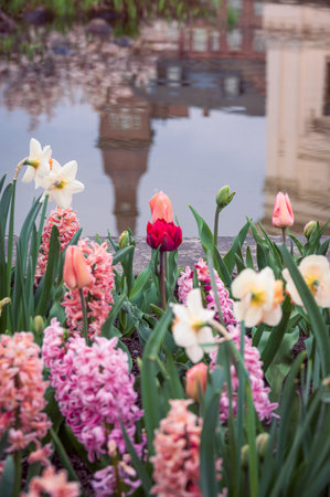 Flowers in front of water reflection at Universitetsplatsen in Lund Swedenの写真素材