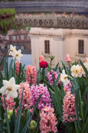 Flowers in front of water reflection at Universitetsplatsen in Lund Swedenの写真素材
