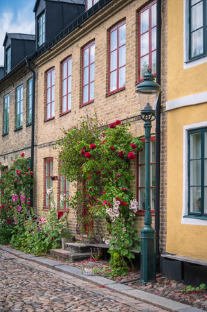 Roses growin next to colorful facade in historic city center of Lund Swedenの写真素材