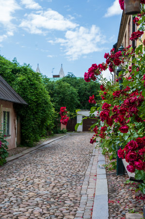 Roses growin next to colorful facade in historic city center of Lund Swedenの写真素材