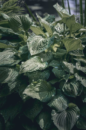 Water drops on dark green leaves