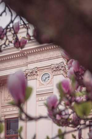 Magnolia tree in bloom in front of Universitetshuset in Lund Sweden during spring