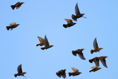 Starling migrationの写真素材