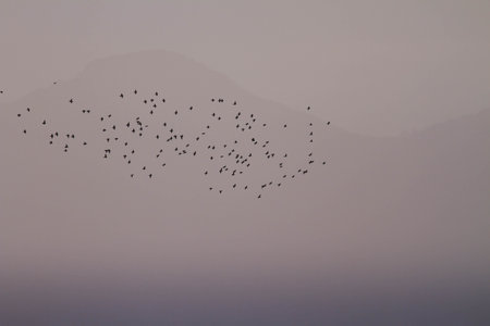 Inspirational background of a hazy sunset with a flock of starlings migrating in front of a barely visible mountain in gray tonesの写真素材