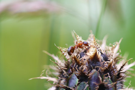 Ant working on a dead flowerの写真素材