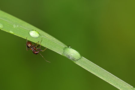 Drops of rain water on grass with antの写真素材
