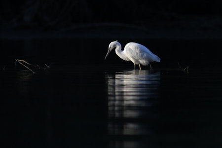 Little egret with reflections in black waterの写真素材