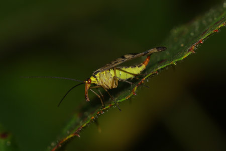 Scorpion fly on a leafの写真素材