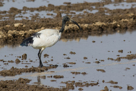 Sacred ibis in water in its natural habitatの写真素材