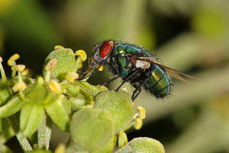 Green fly on ivy flower