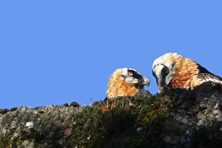 Couple of Gypaetus Barbatus high in the mountainsの写真素材