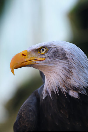 Portrait of a bald eagle Haliaeetus leucocephalusの写真素材