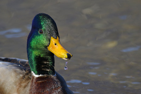 Portrait of a male mallard duck drinking while swimming in blue waterの写真素材