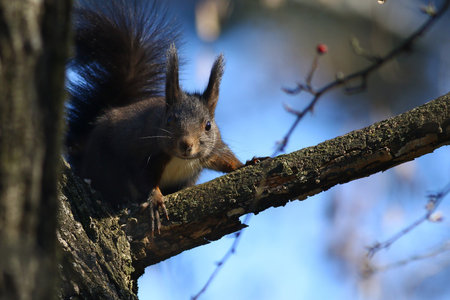 Squirrel on a tree branch against blue skiesの写真素材