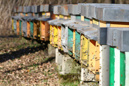 Swarm of honeybees coming and going around beehives in a bee farm